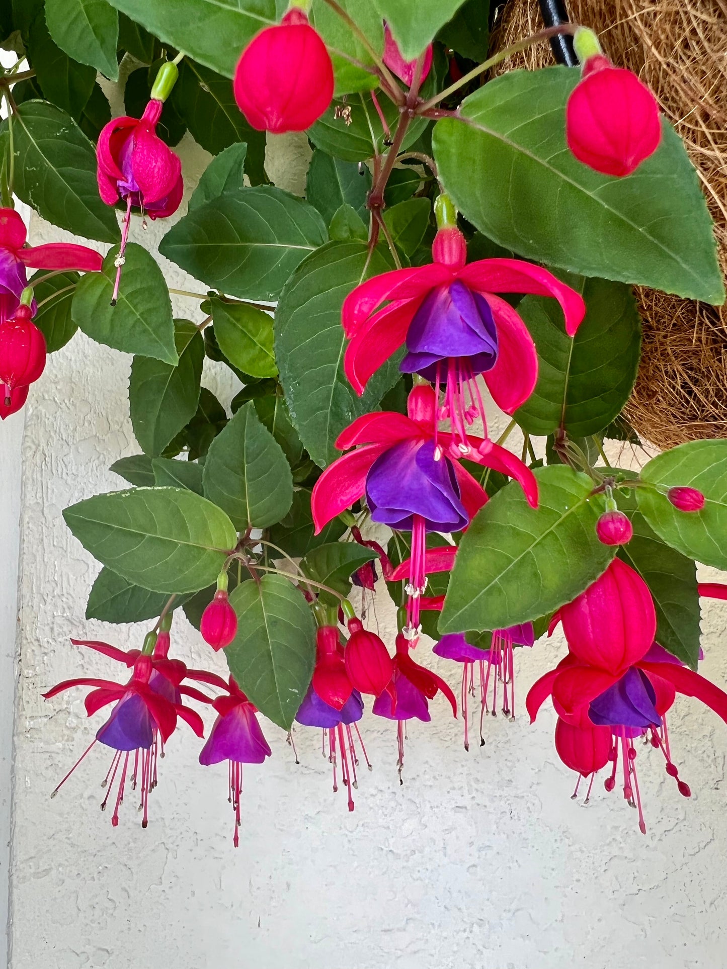 Fuschia Mol