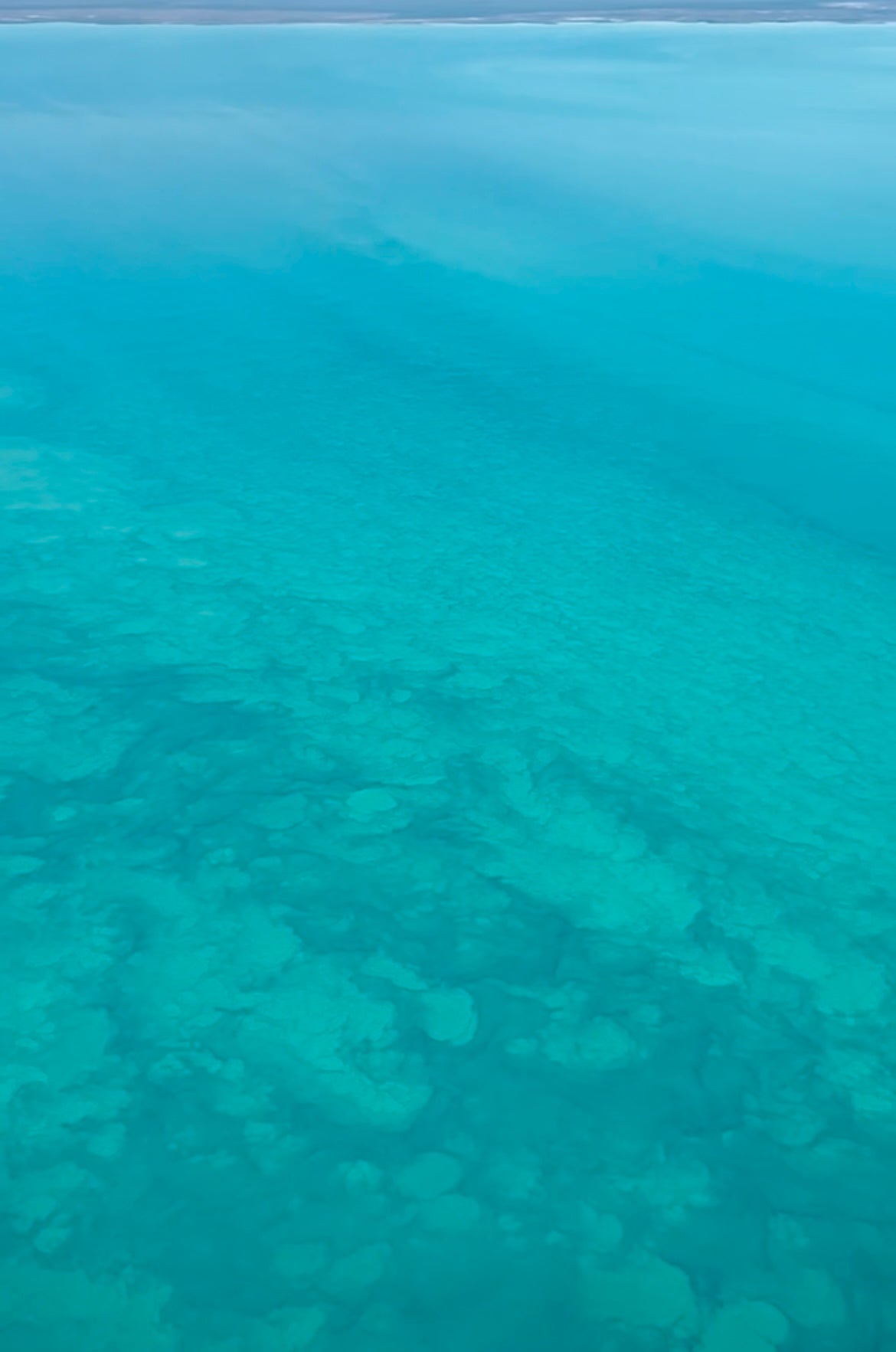 Barramundi Bliss